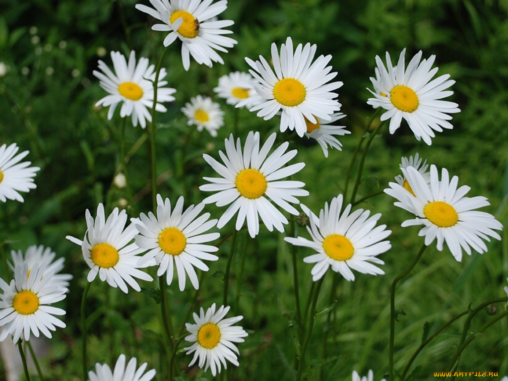 цветы, ромашки
