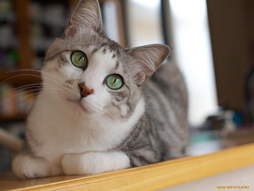 животные, коты