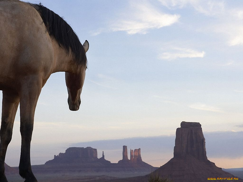 животные, лошади