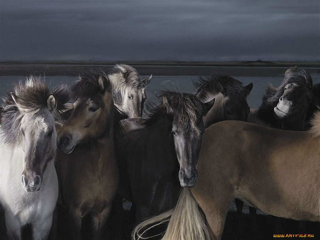 животные, лошади