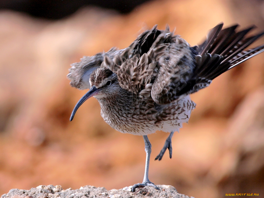 животные, птицы