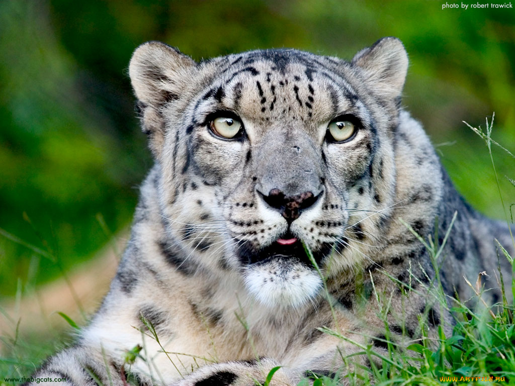 животные, снежный, барс, ирбис