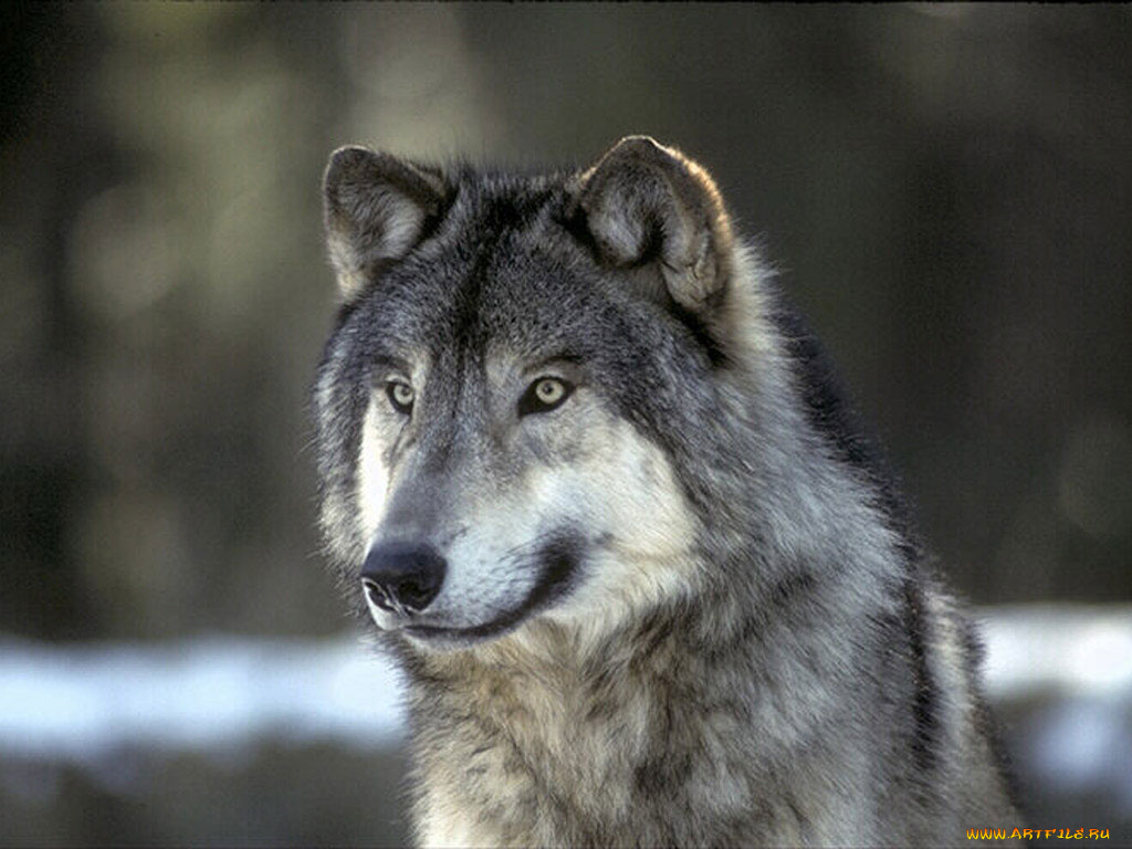 животные, волки