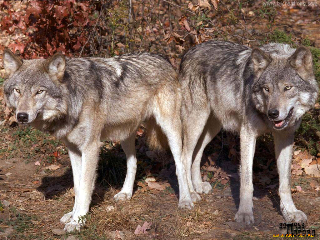 животные, волки