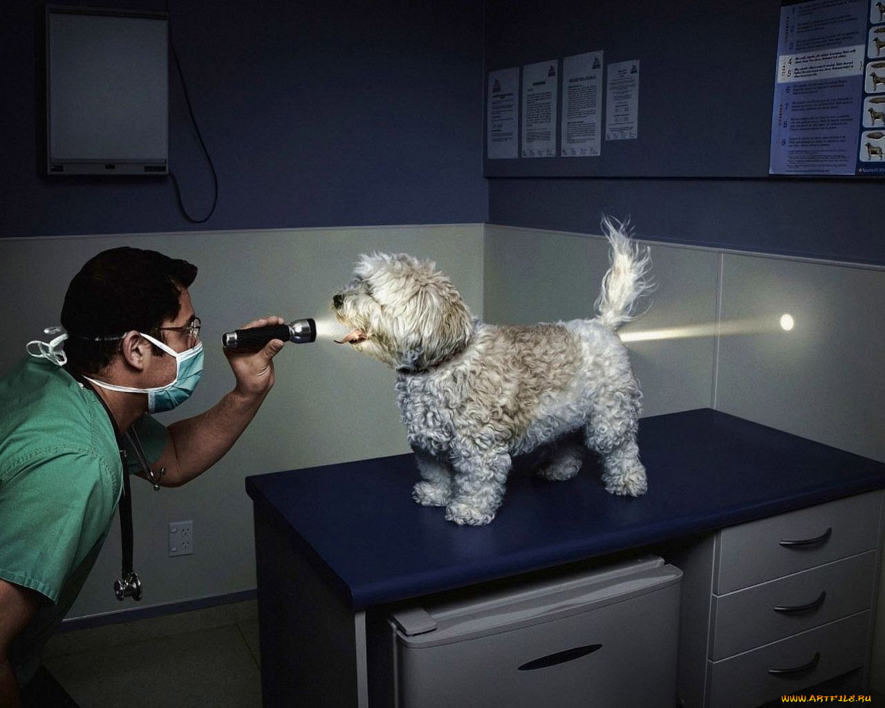 юмор, приколы