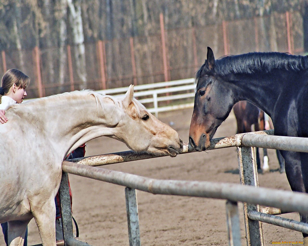 животные, лошади
