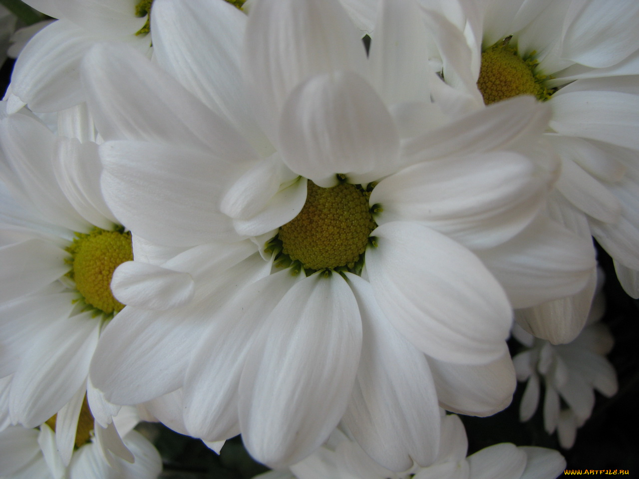 цветы, хризантемы