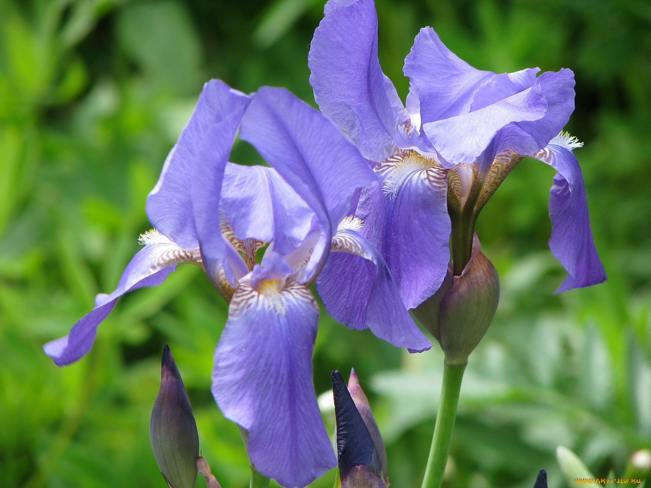 цветы, ирисы