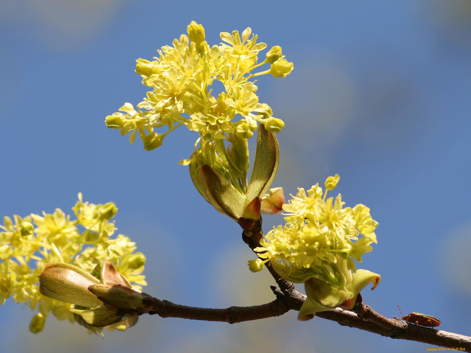 цветы, цветущие, деревья, кустарники