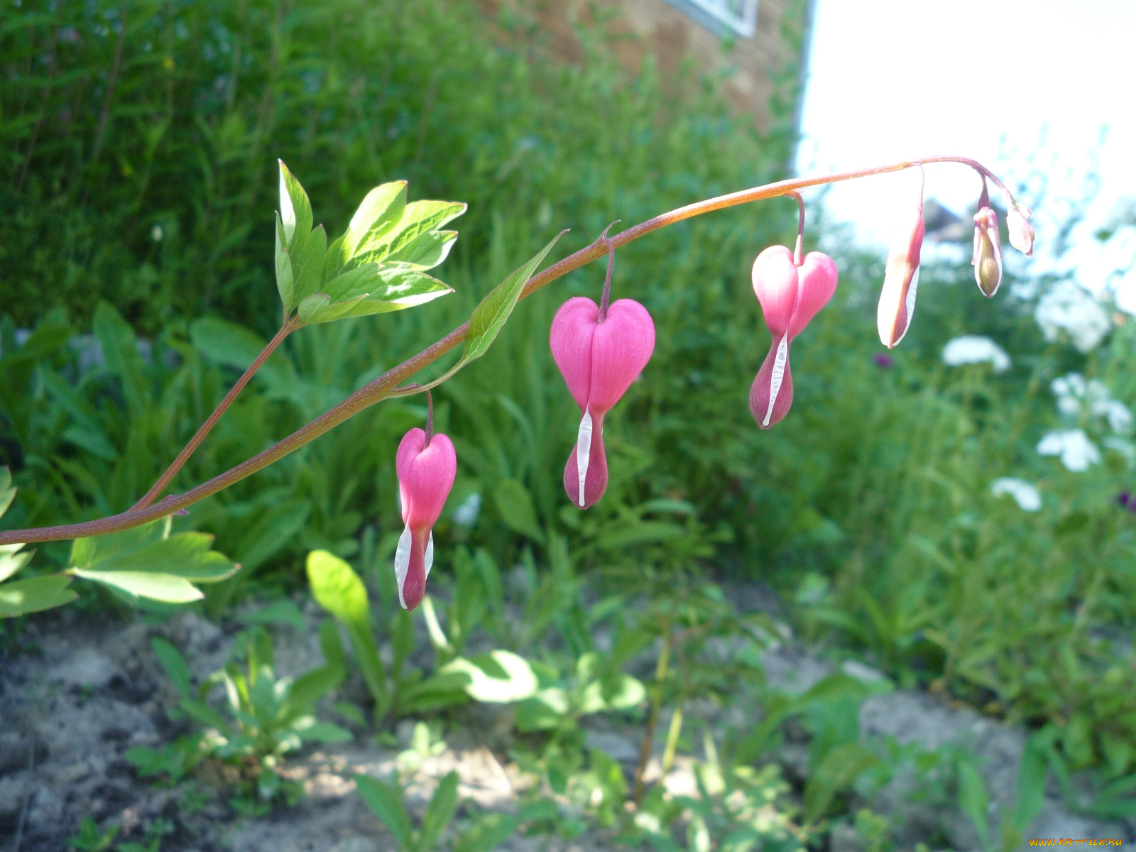 цветы, дицентра, разбитое, сердце