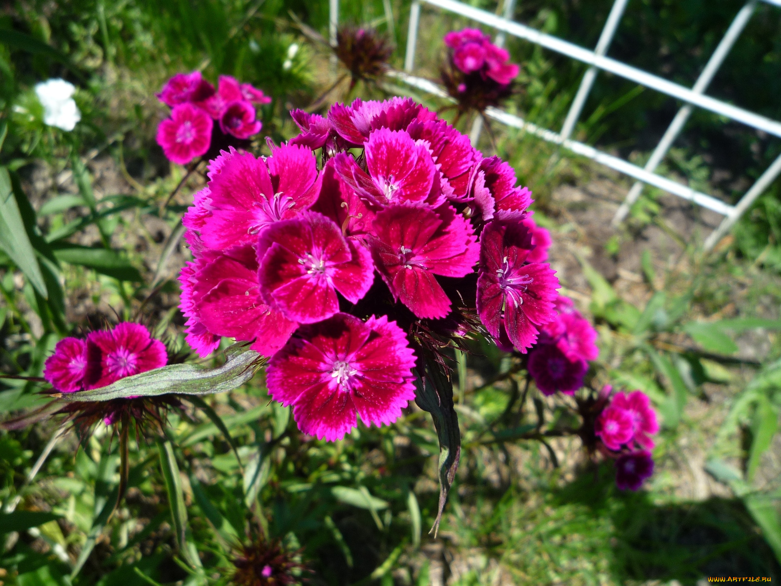 цветы, гвоздики