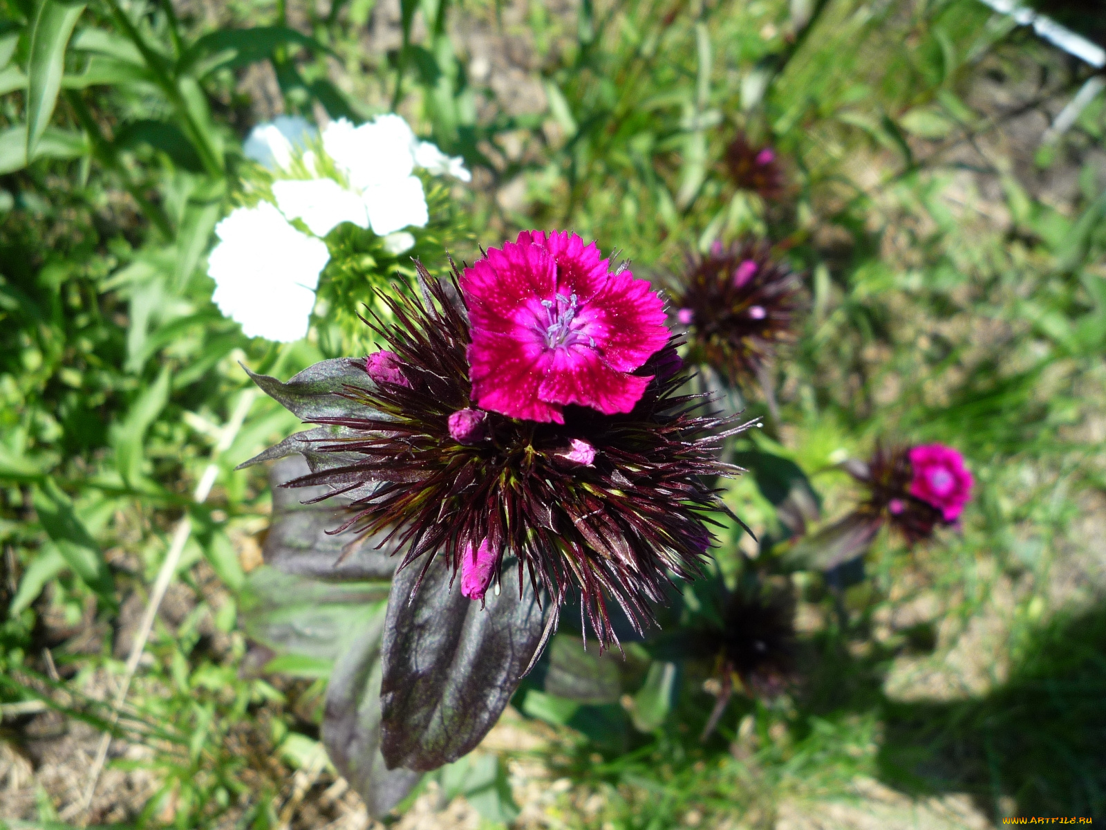 цветы, гвоздики