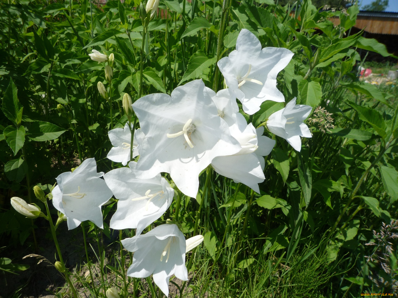 цветы, колокольчики