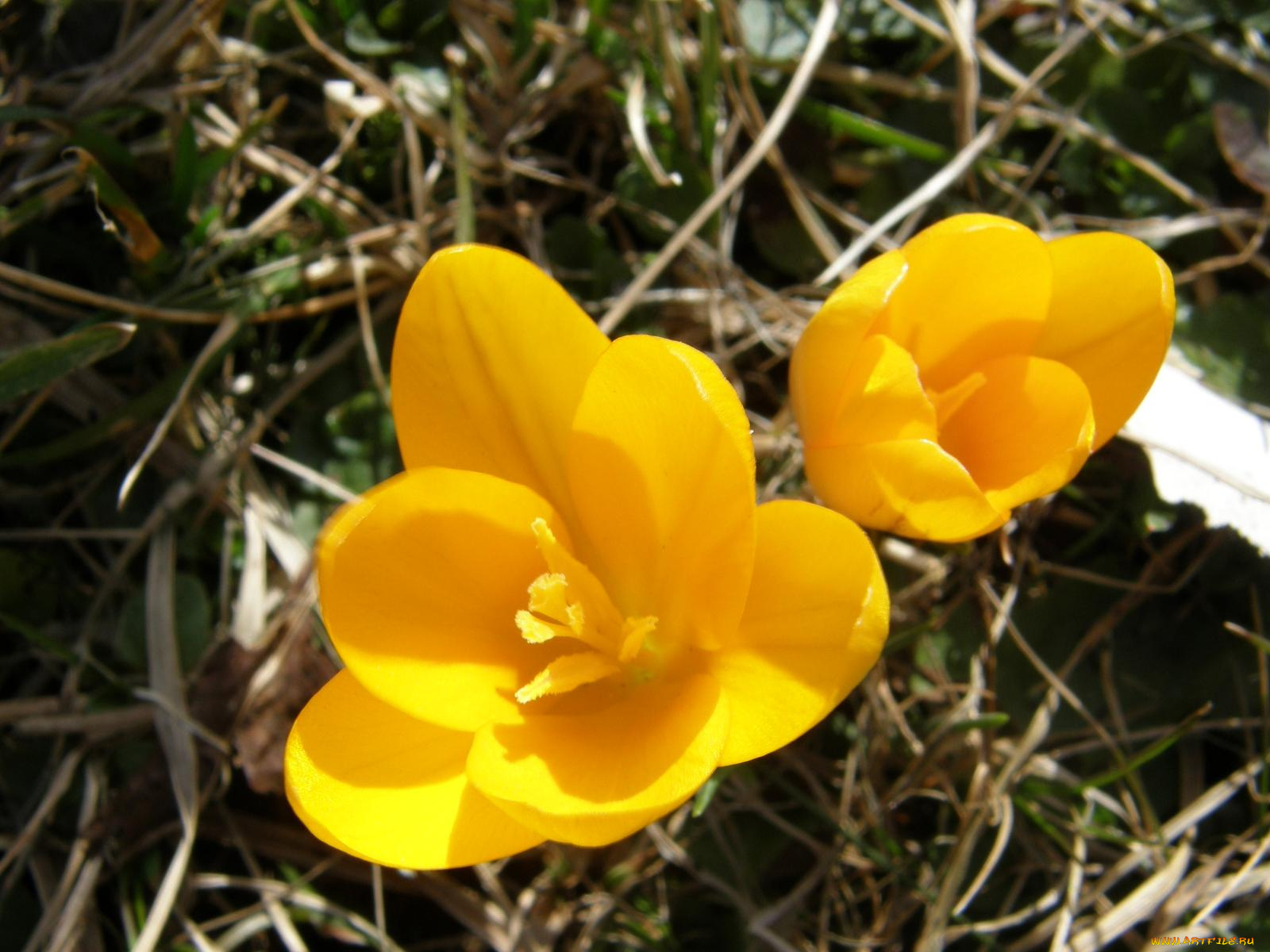 цветы, крокусы