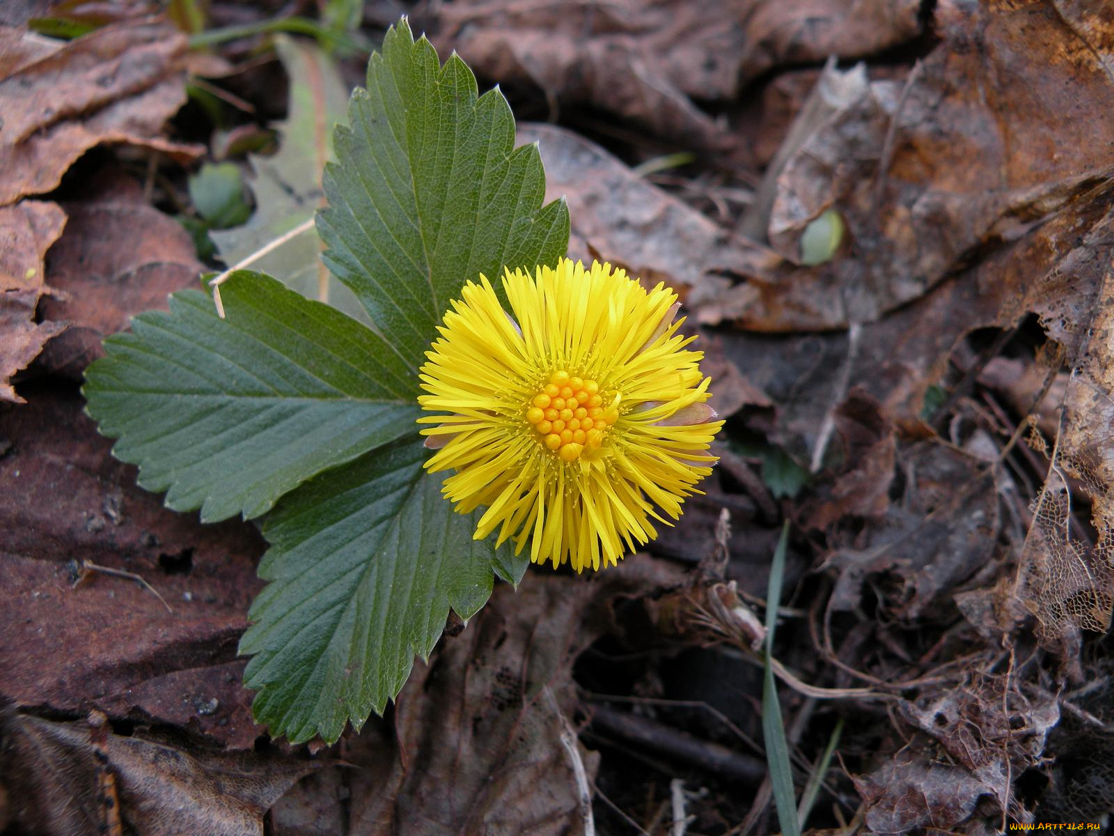 цветы, луговые, полевые