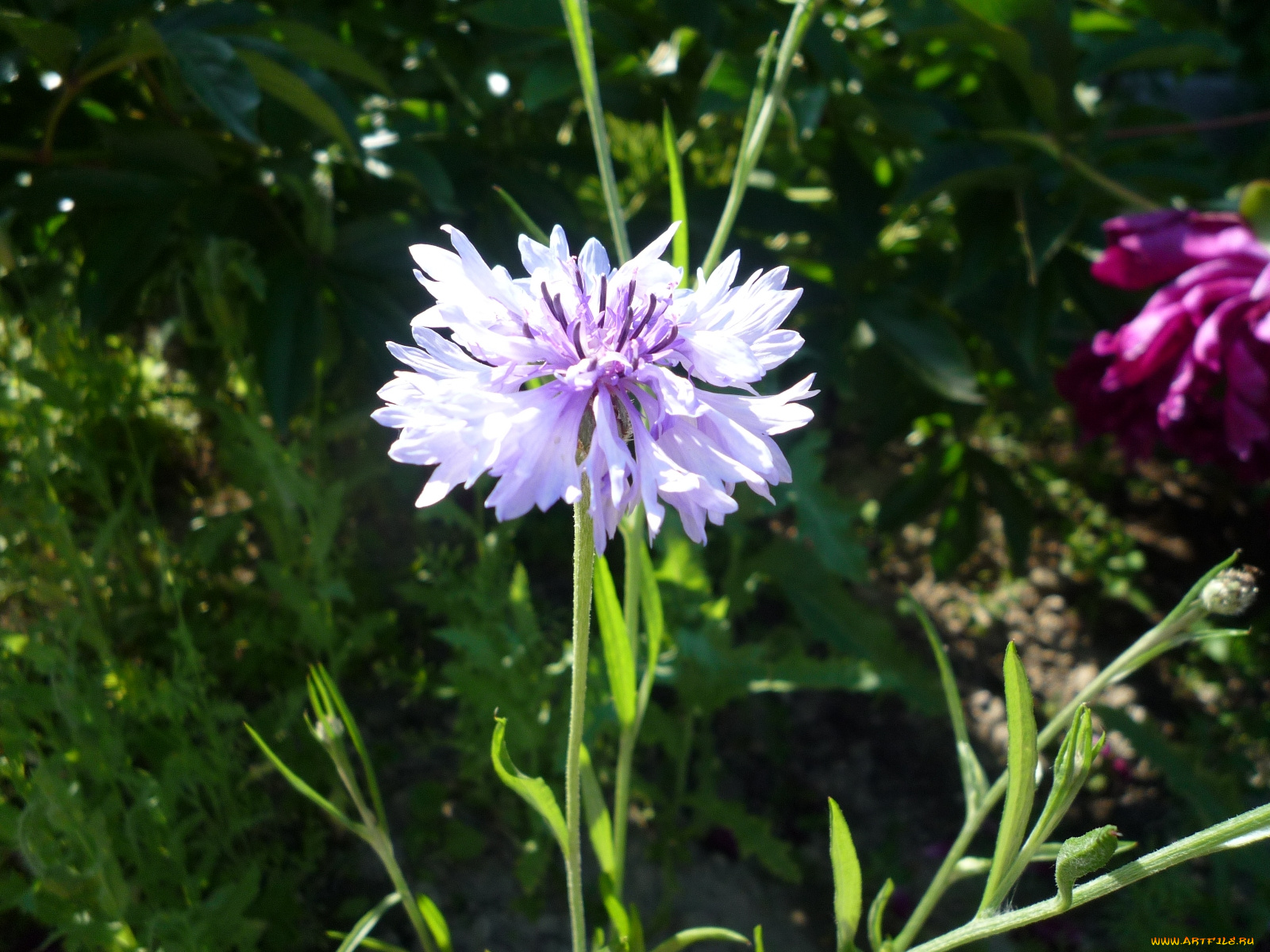 цветы, васильки