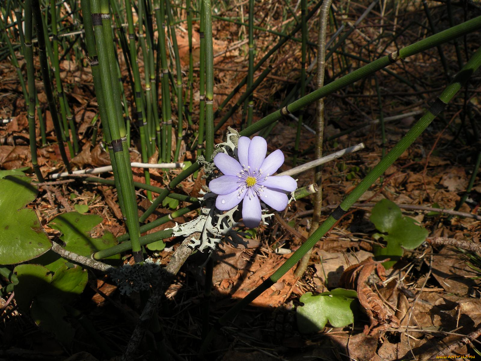 цветы, ветреницы, печёночницы