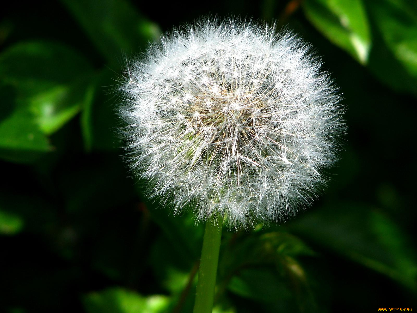 одуванчик, цветы, одуванчики