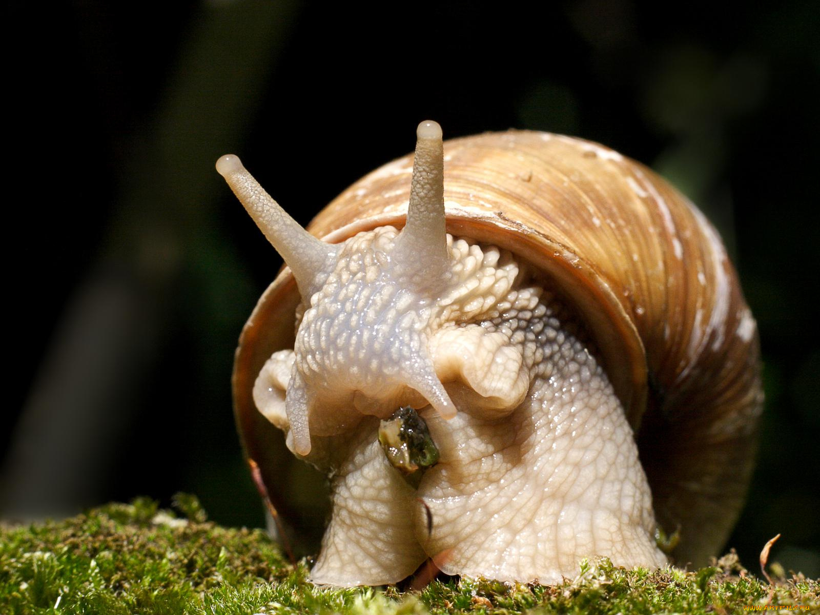 животное, улитка, животные, улитки