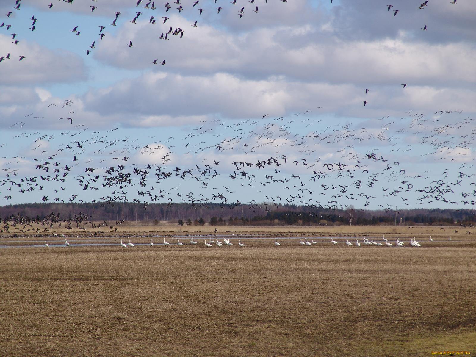 животные, птицы