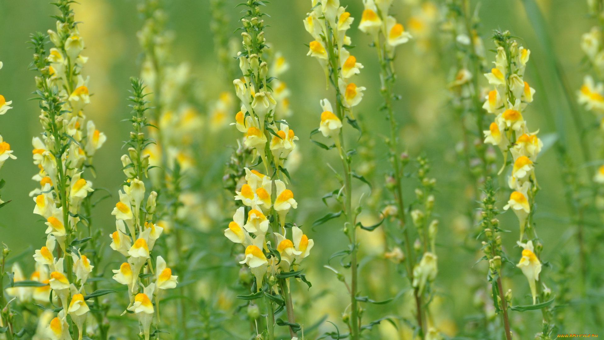 цветы, львиный, зев