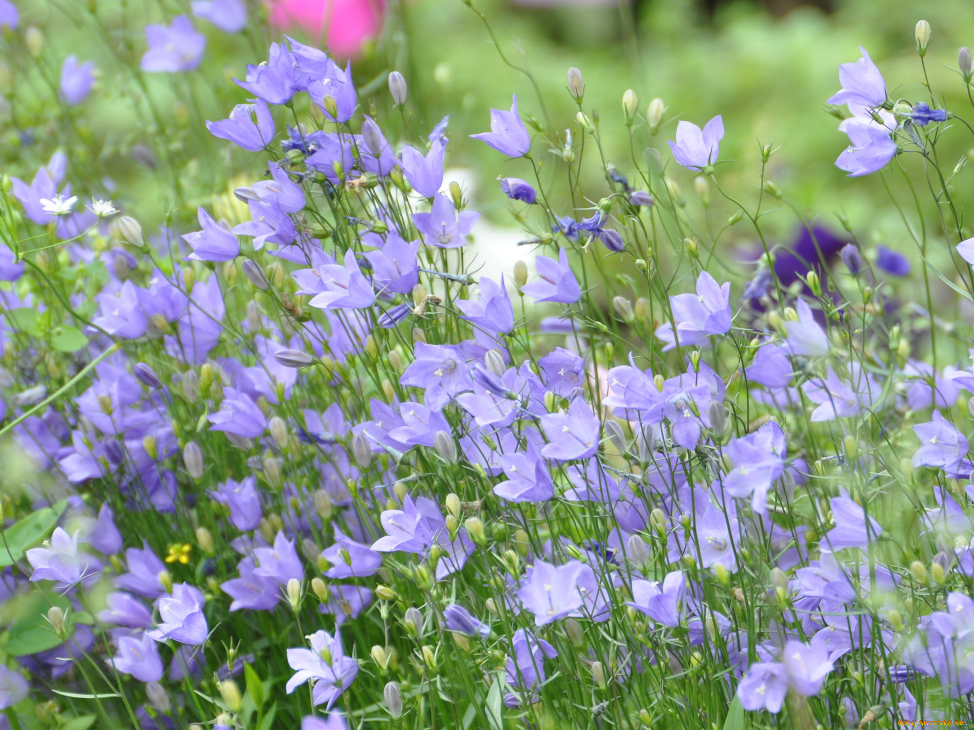 цветы, колокольчики