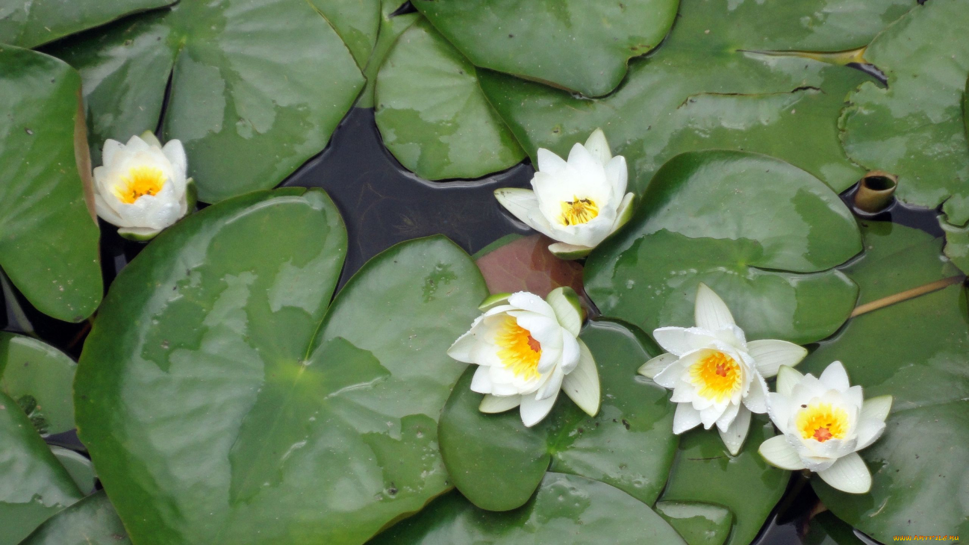 цветы, лилии, водяные, нимфеи, кувшинки, листья