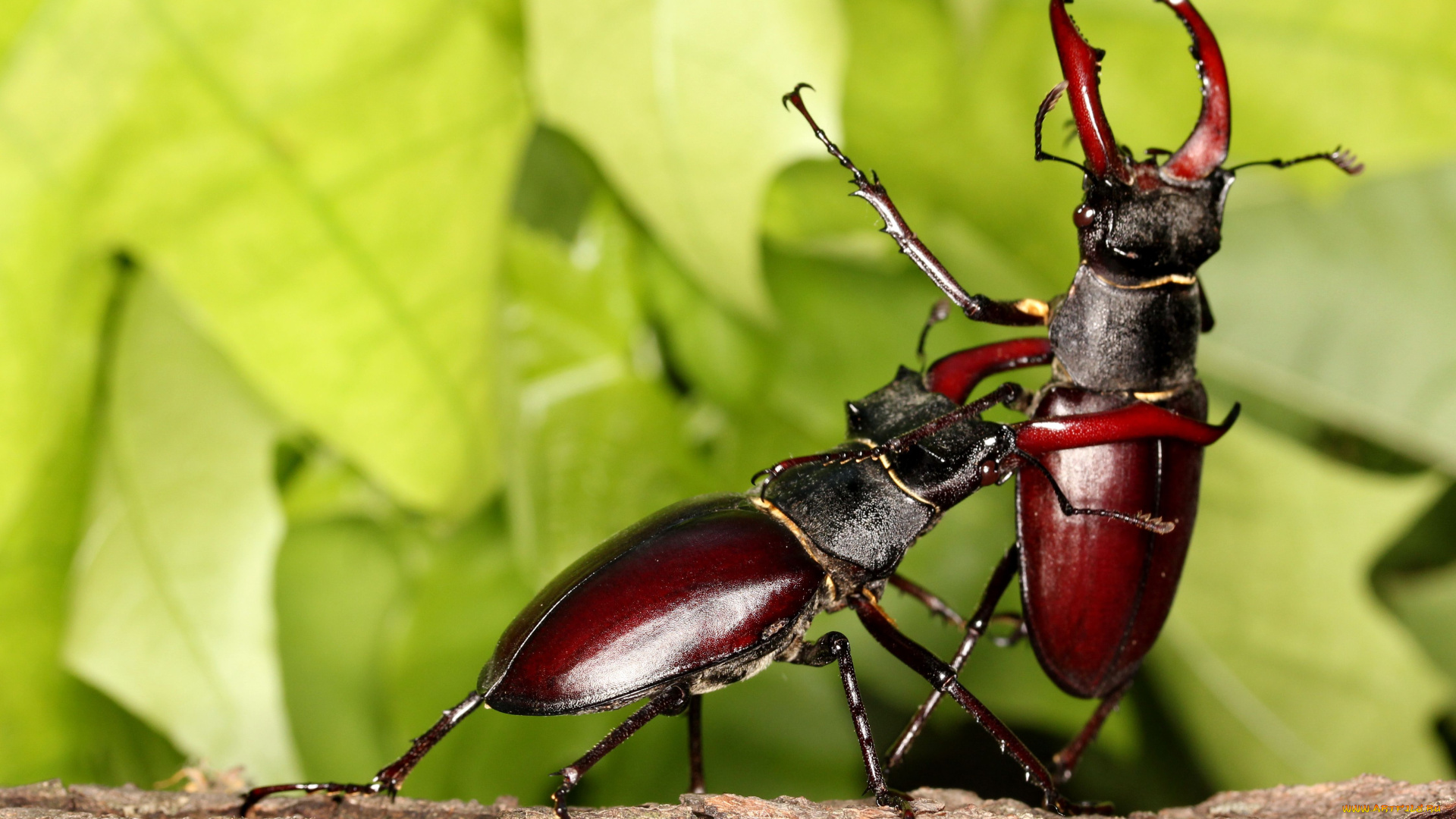 животные, насекомые, жук-олень