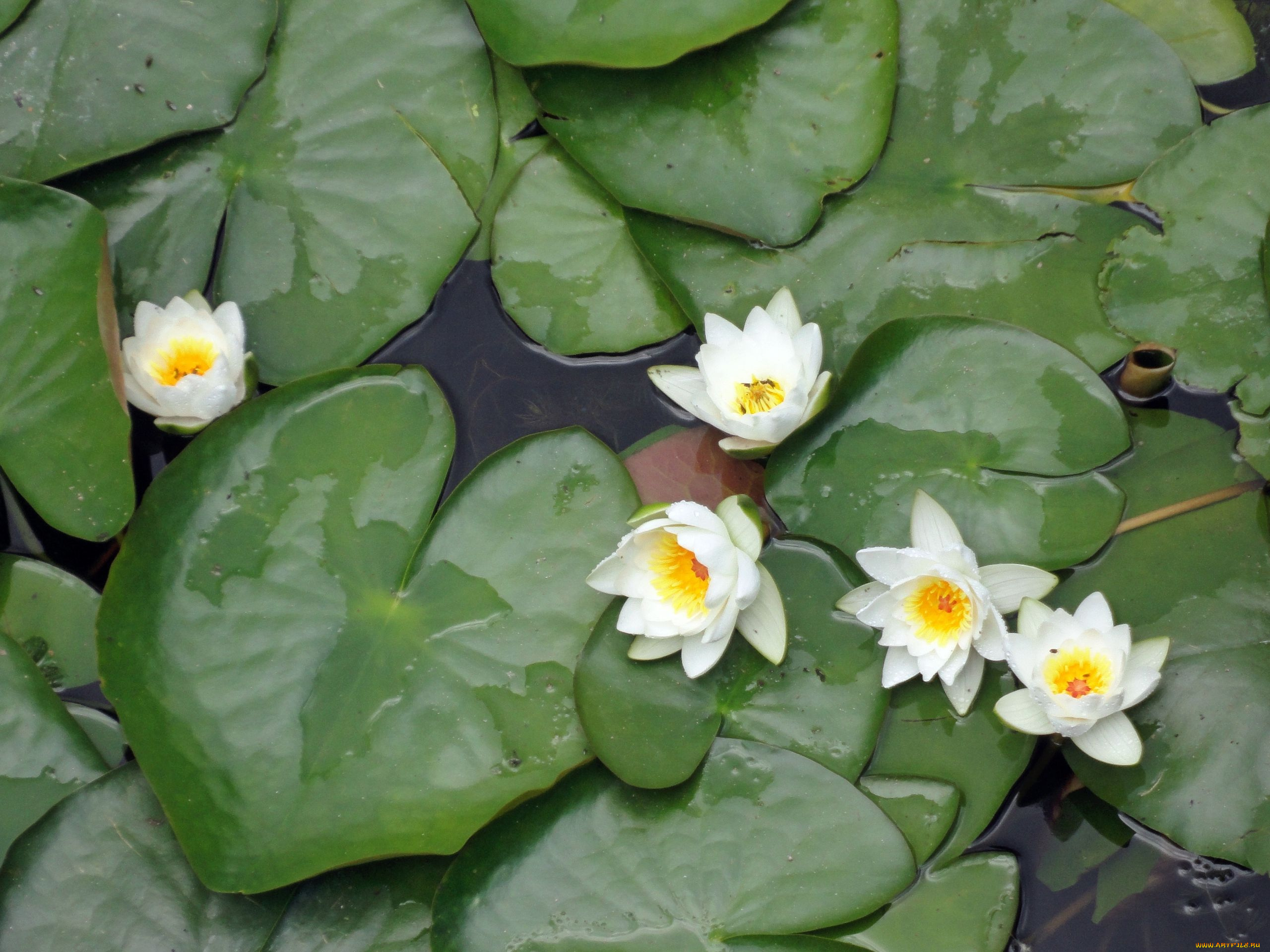 цветы, лилии, водяные, нимфеи, кувшинки, листья