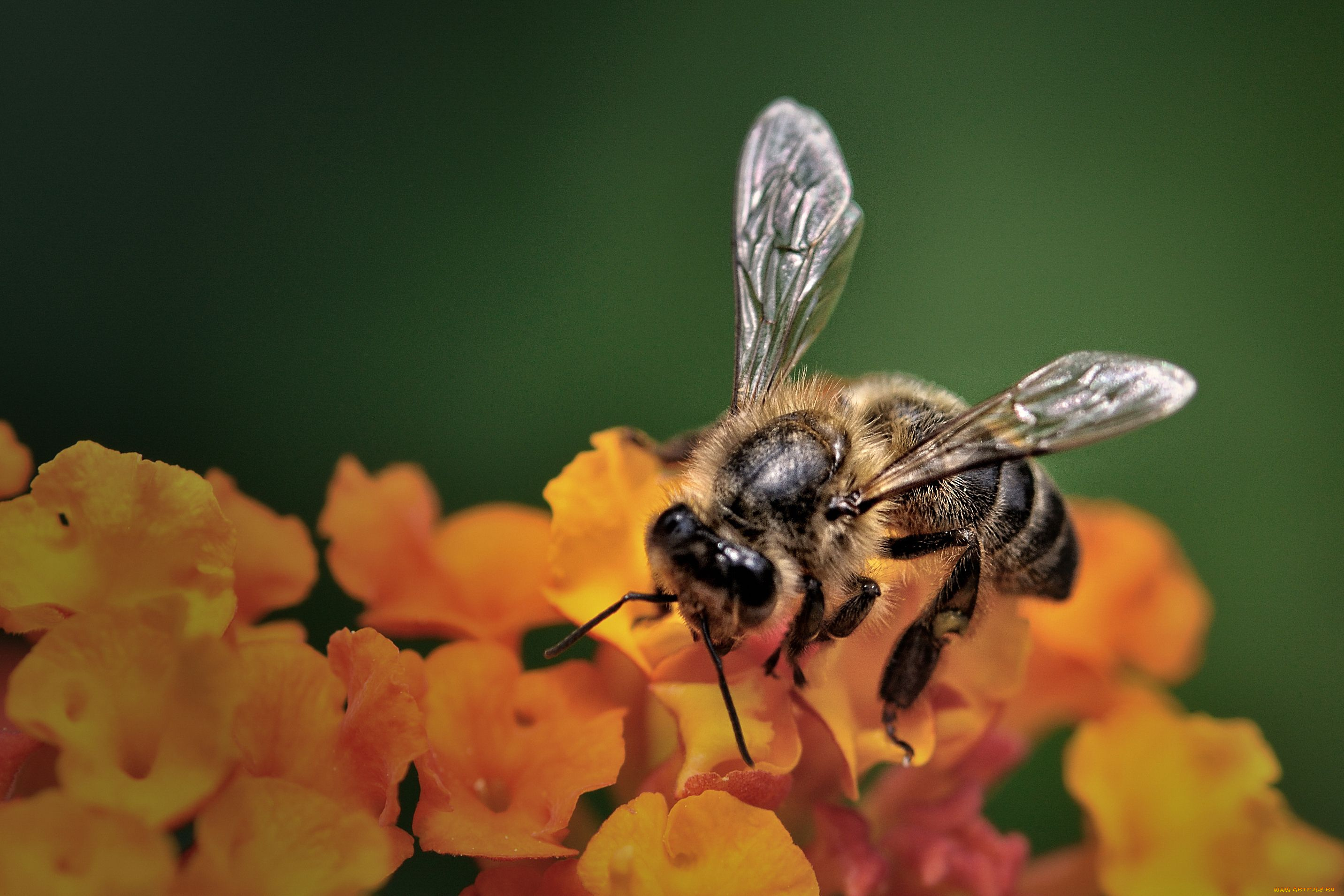 животные, пчелы, осы, шмели, пчела, цветок