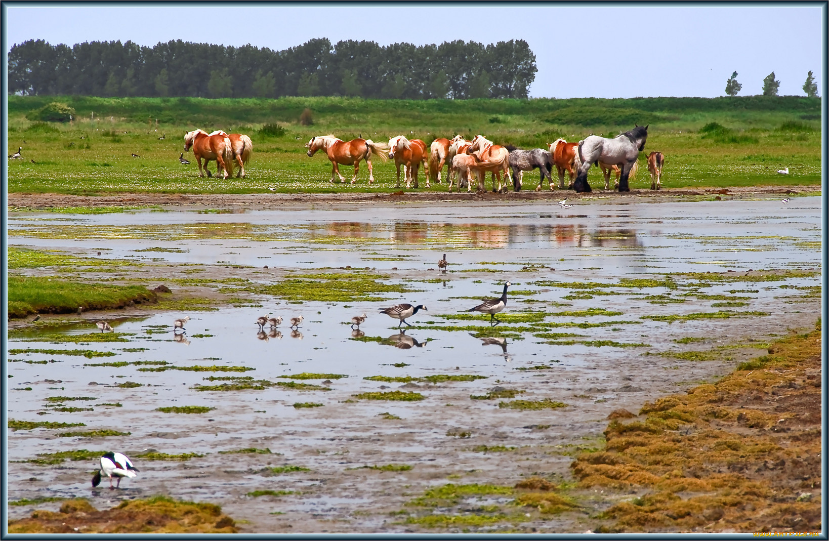 животные, разные, вместе, лошади