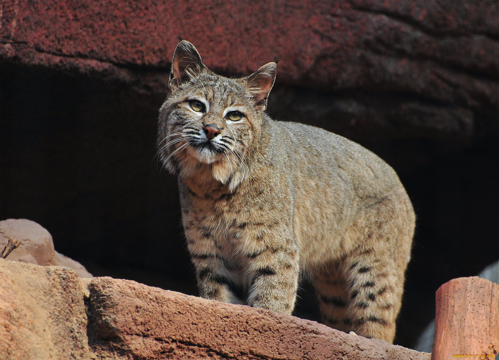 животные, рыси, рысь