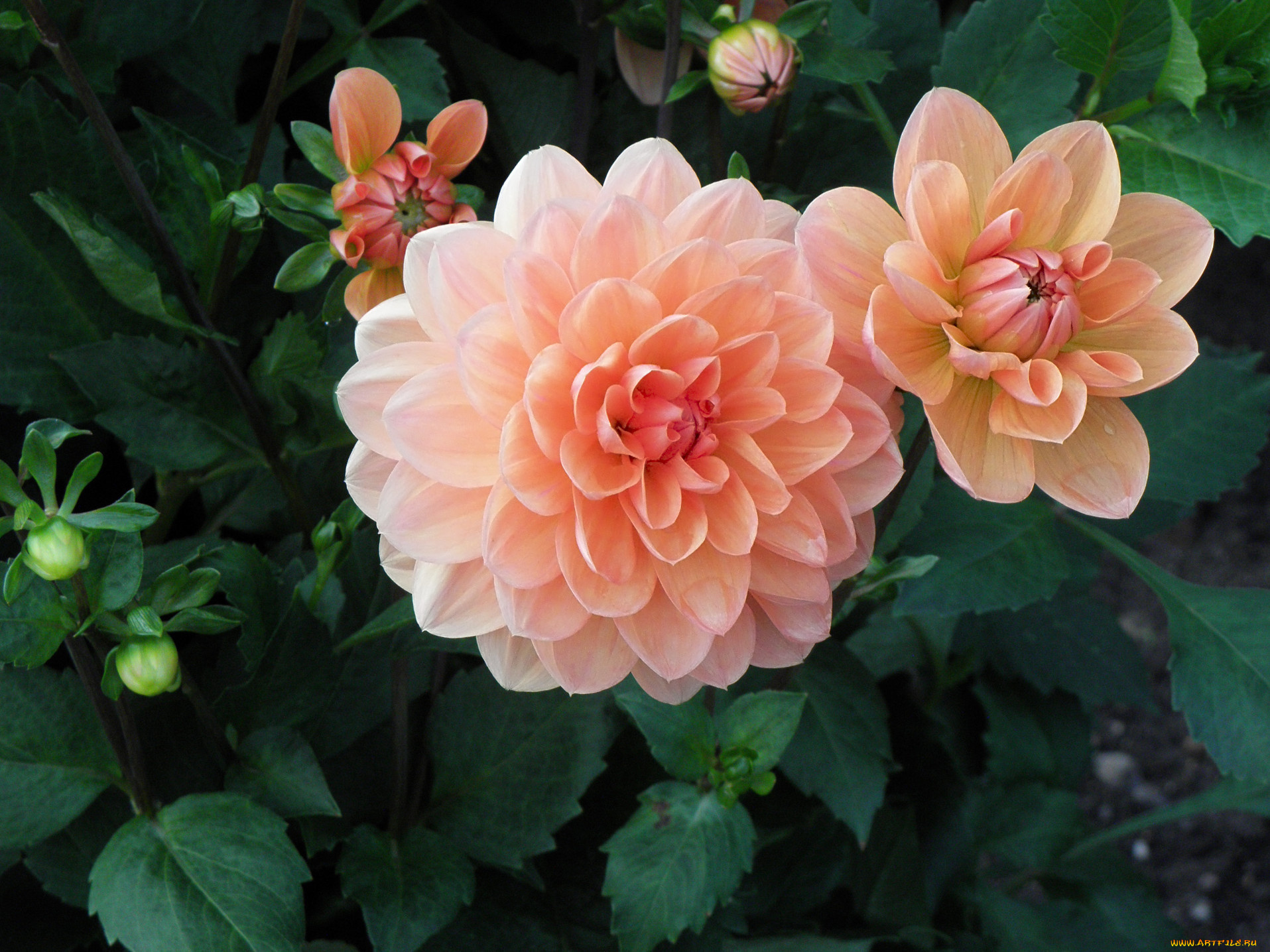 цветы, георгины, лепестки