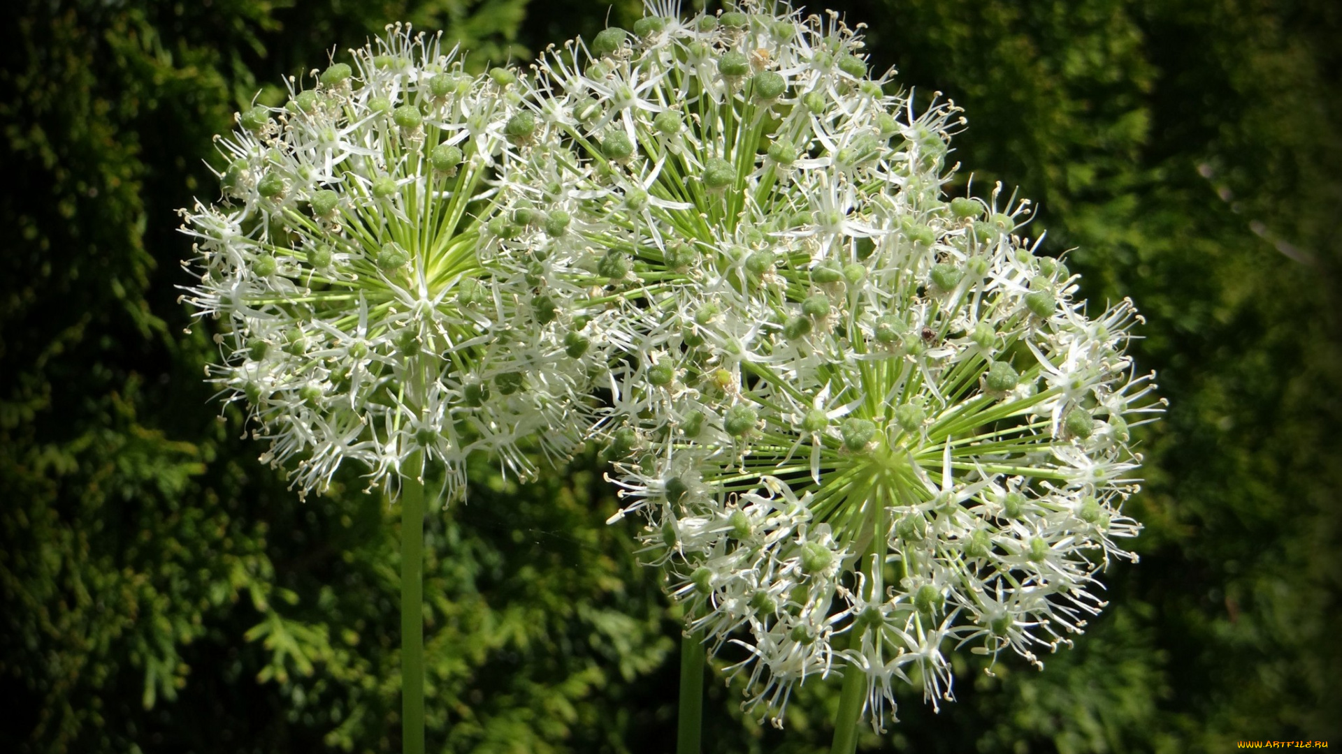 цветы, аллиум, декоративный, лук