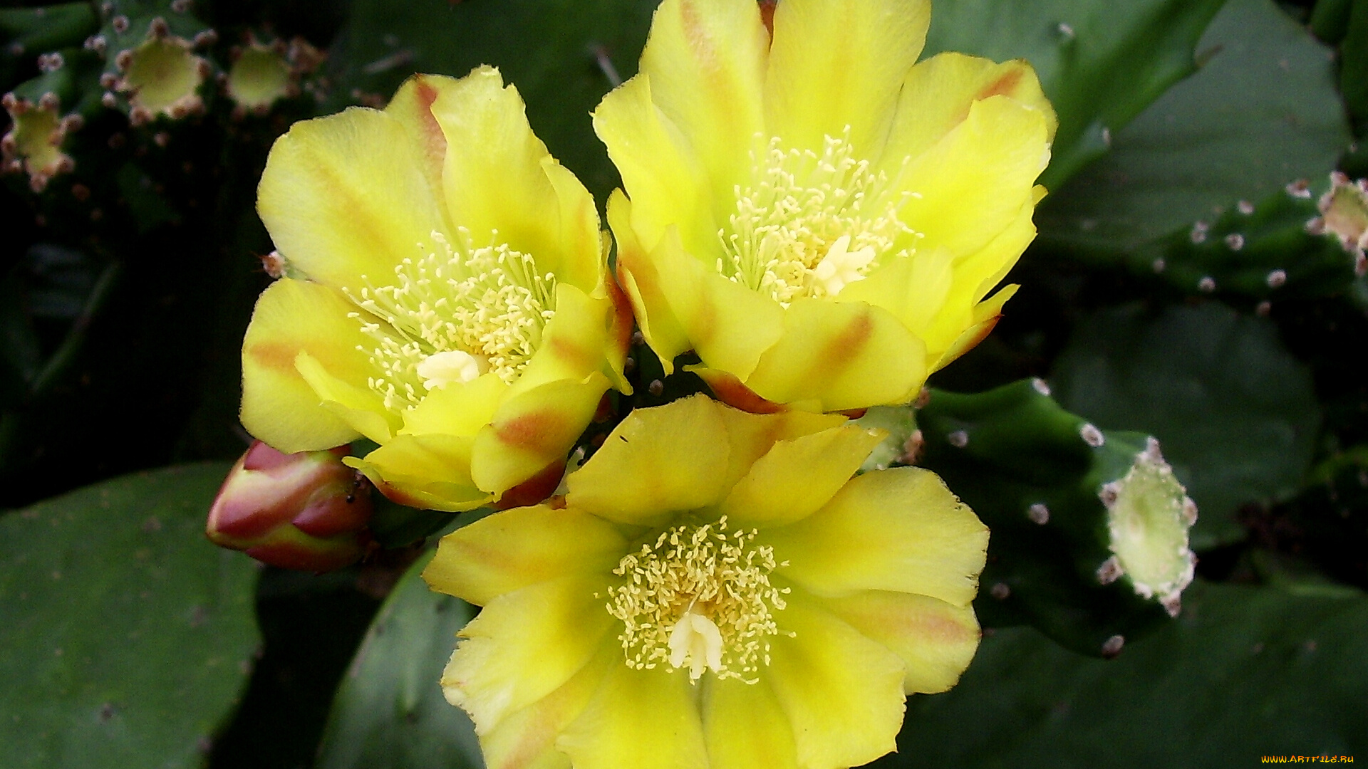 цветы, кактусы, желтые