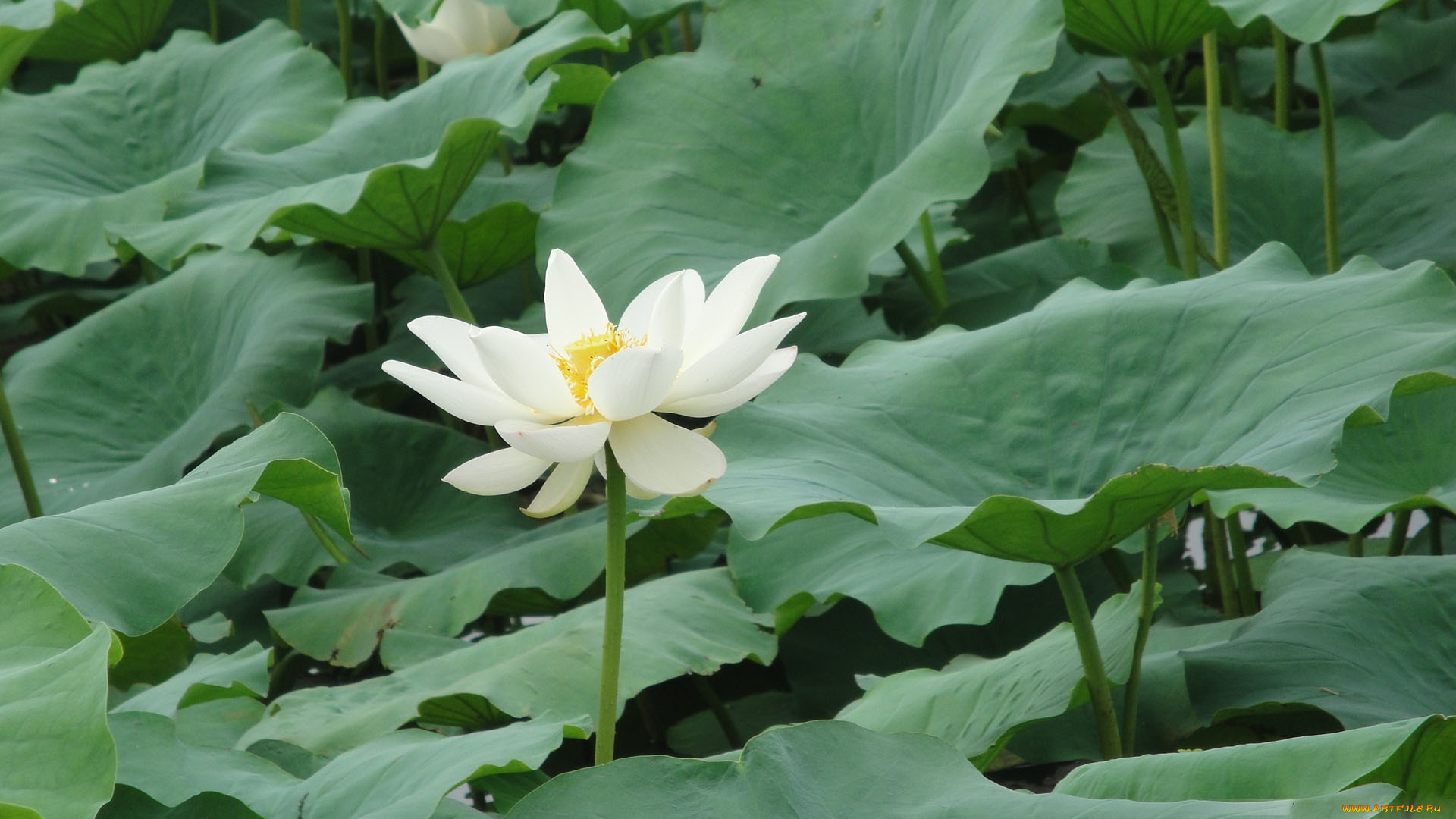 цветы, лотосы, лотос