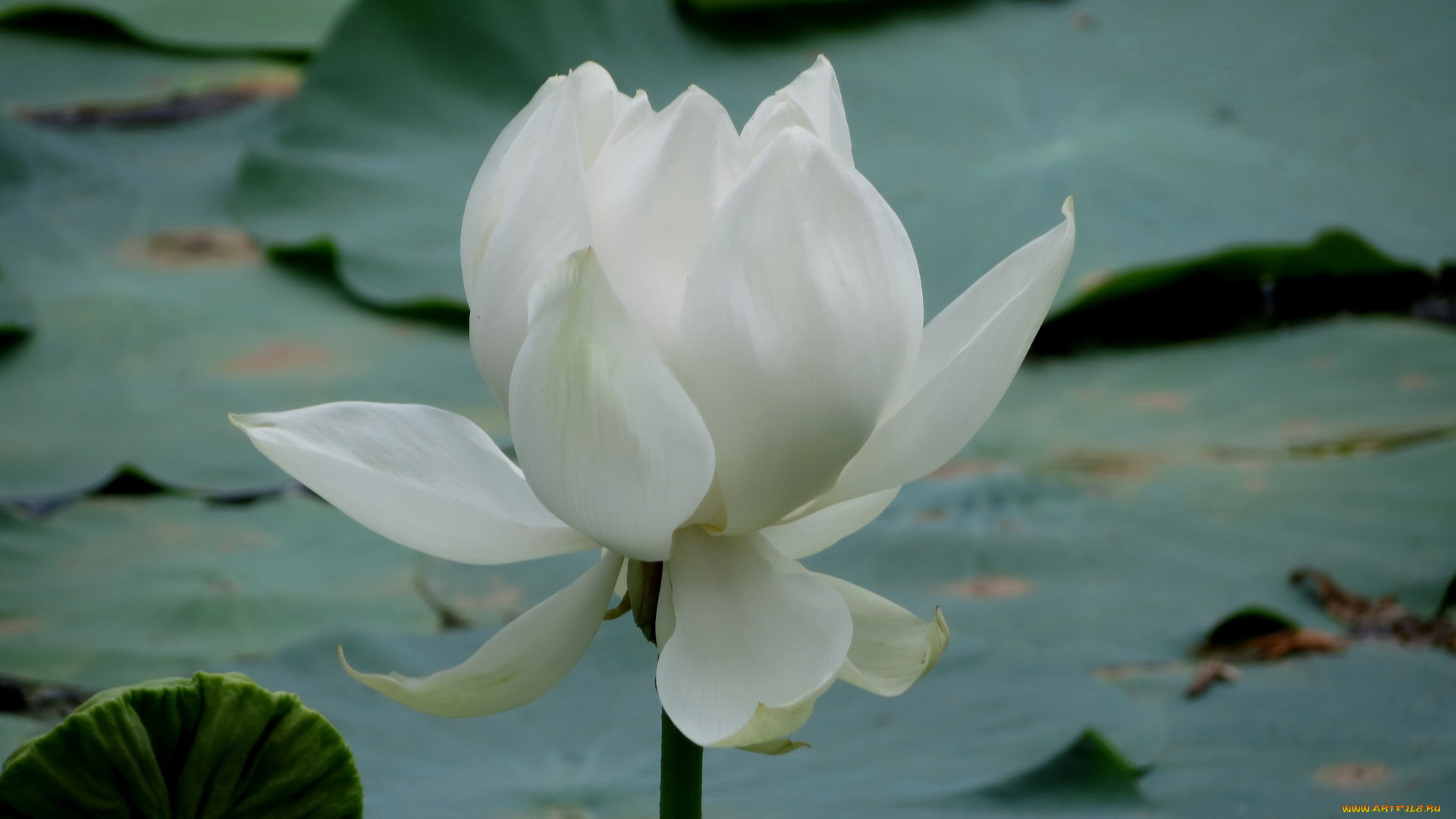 цветы, лотосы, лотос