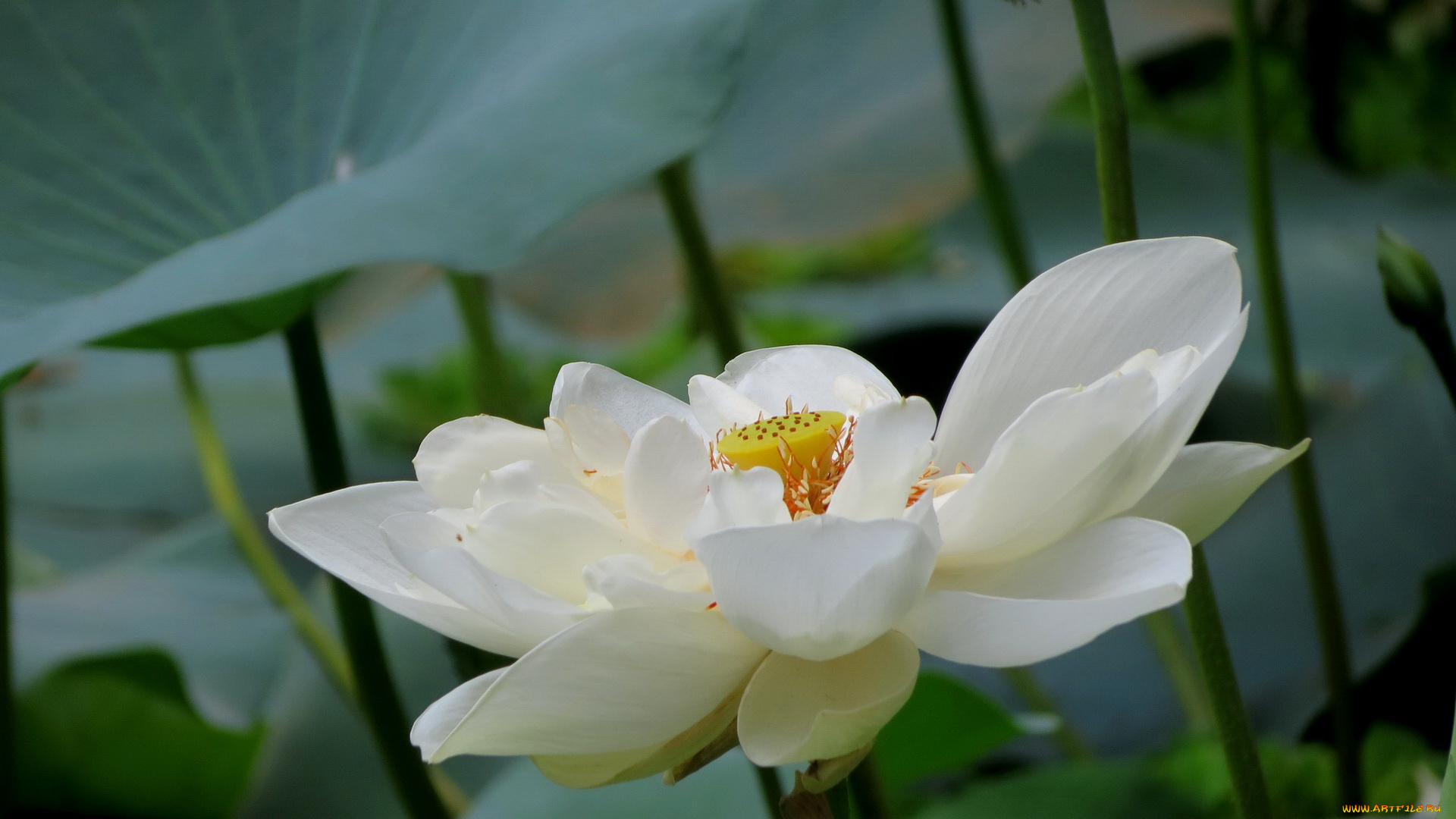 цветы, лотосы, лотос