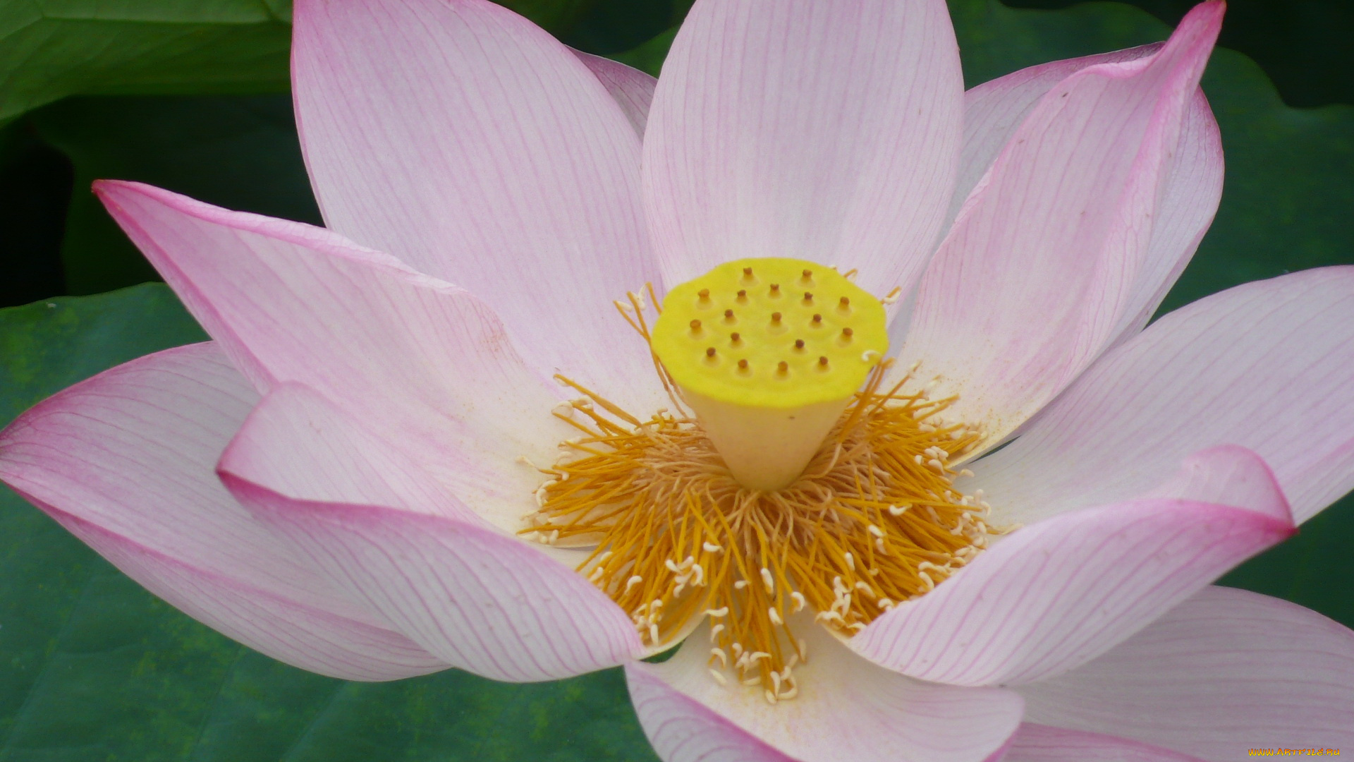 цветы, лотосы, лотос