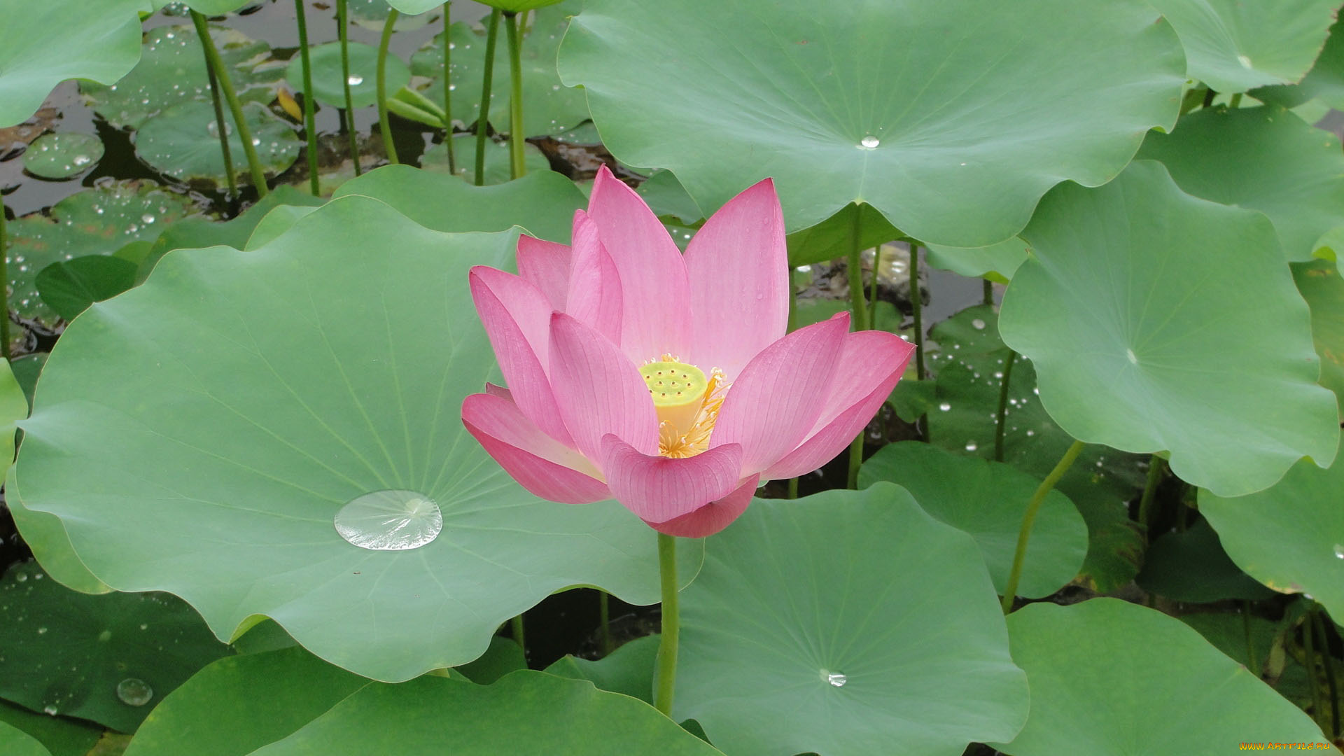 цветы, лотосы, лотос