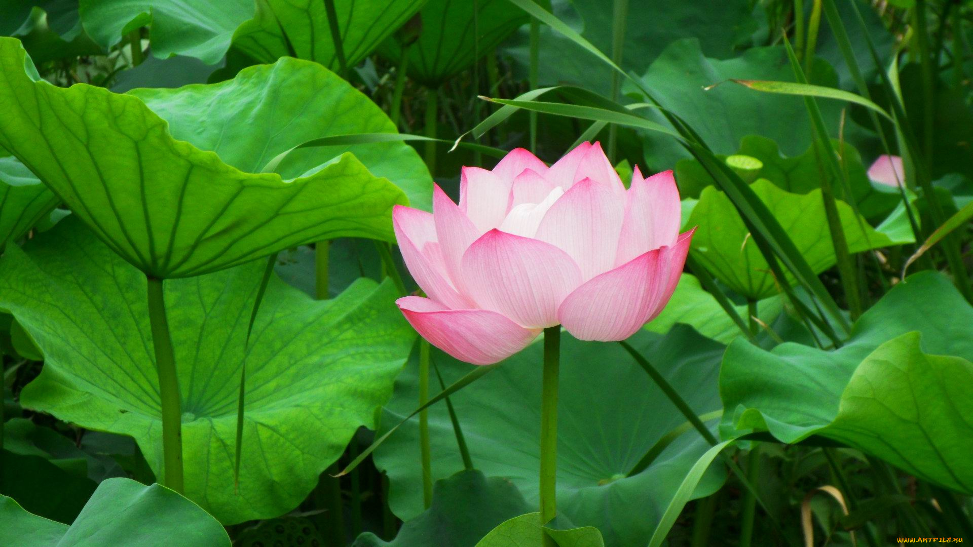 цветы, лотосы, лотос