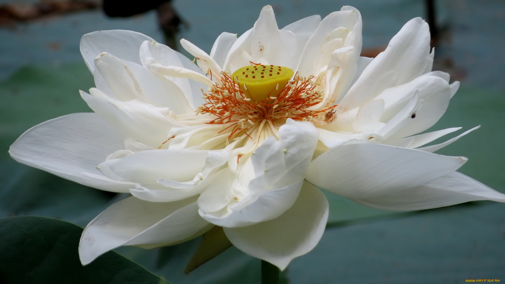 цветы, лотосы, лотос