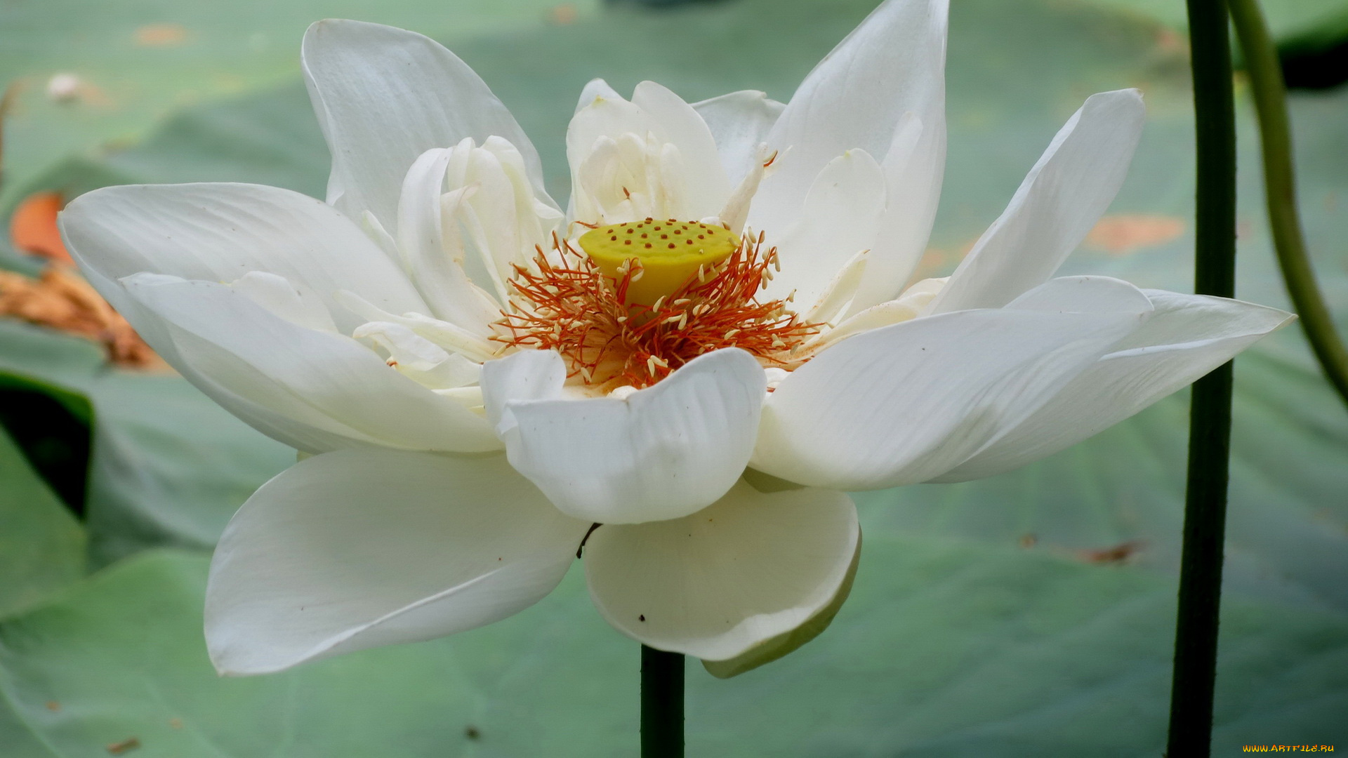 цветы, лотосы, лотос