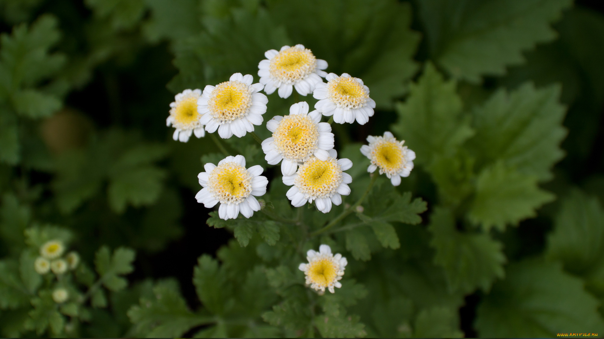 цветы, ромашки