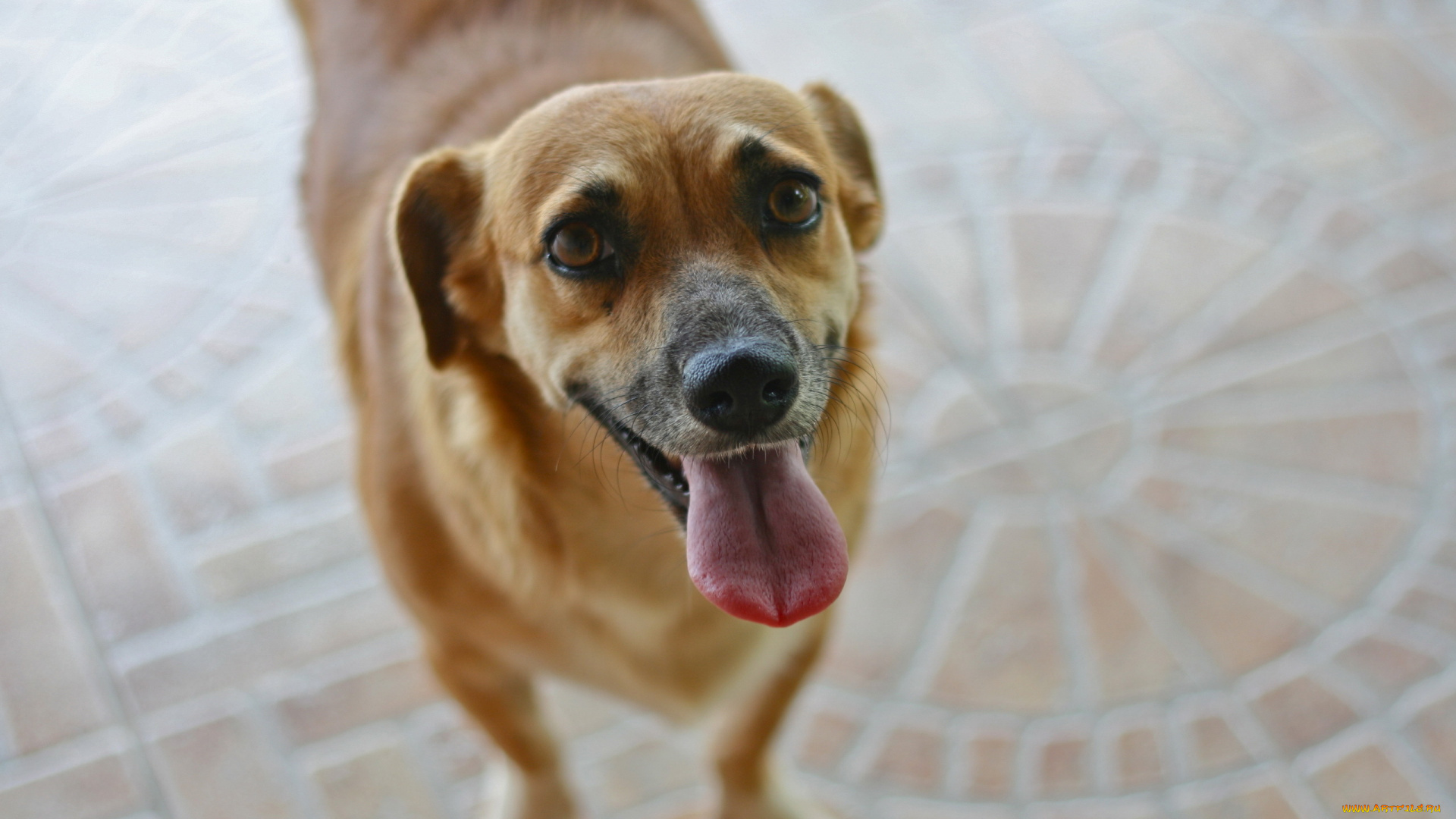 животные, собаки, взгляд, собака