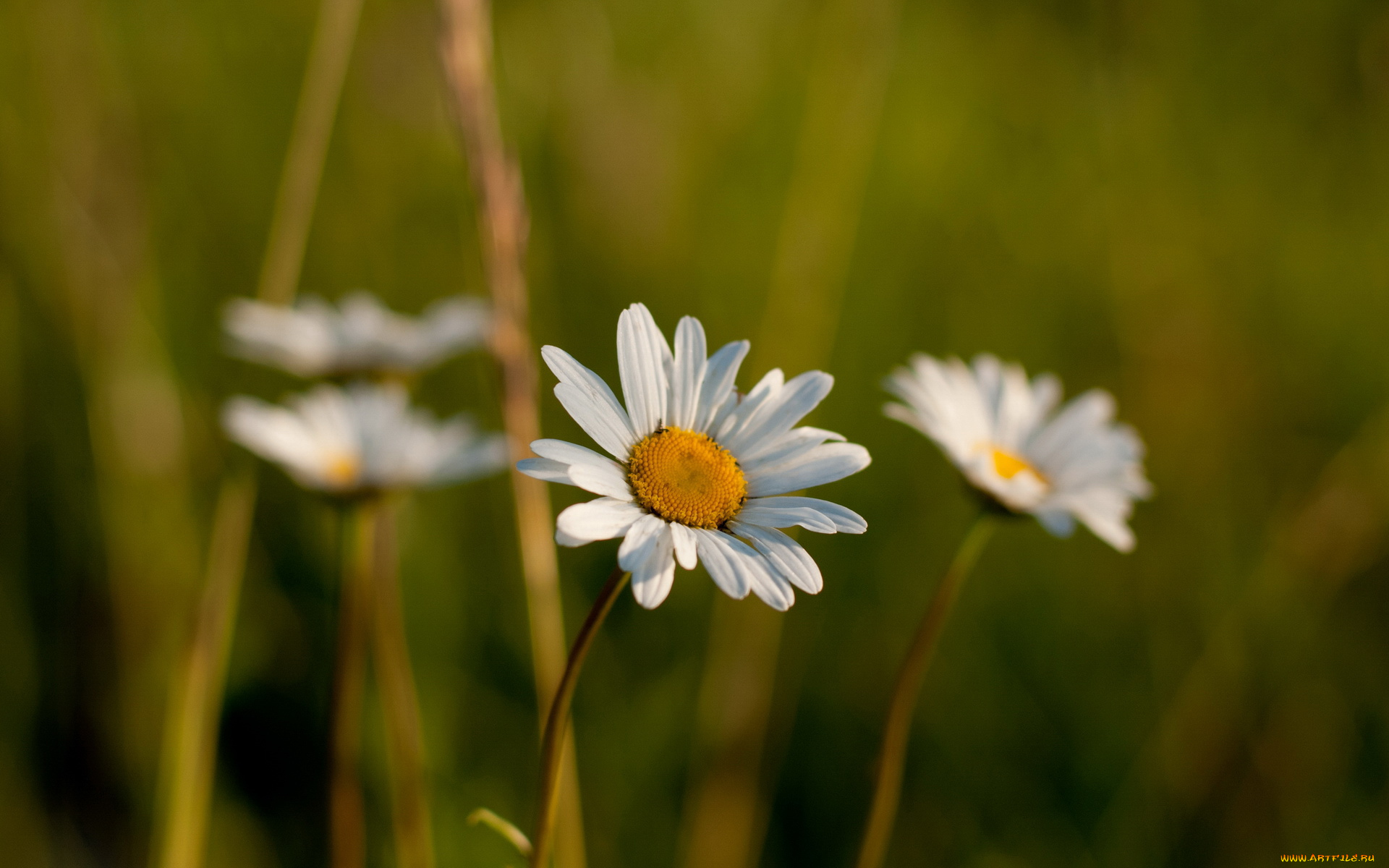 цветы, ромашки