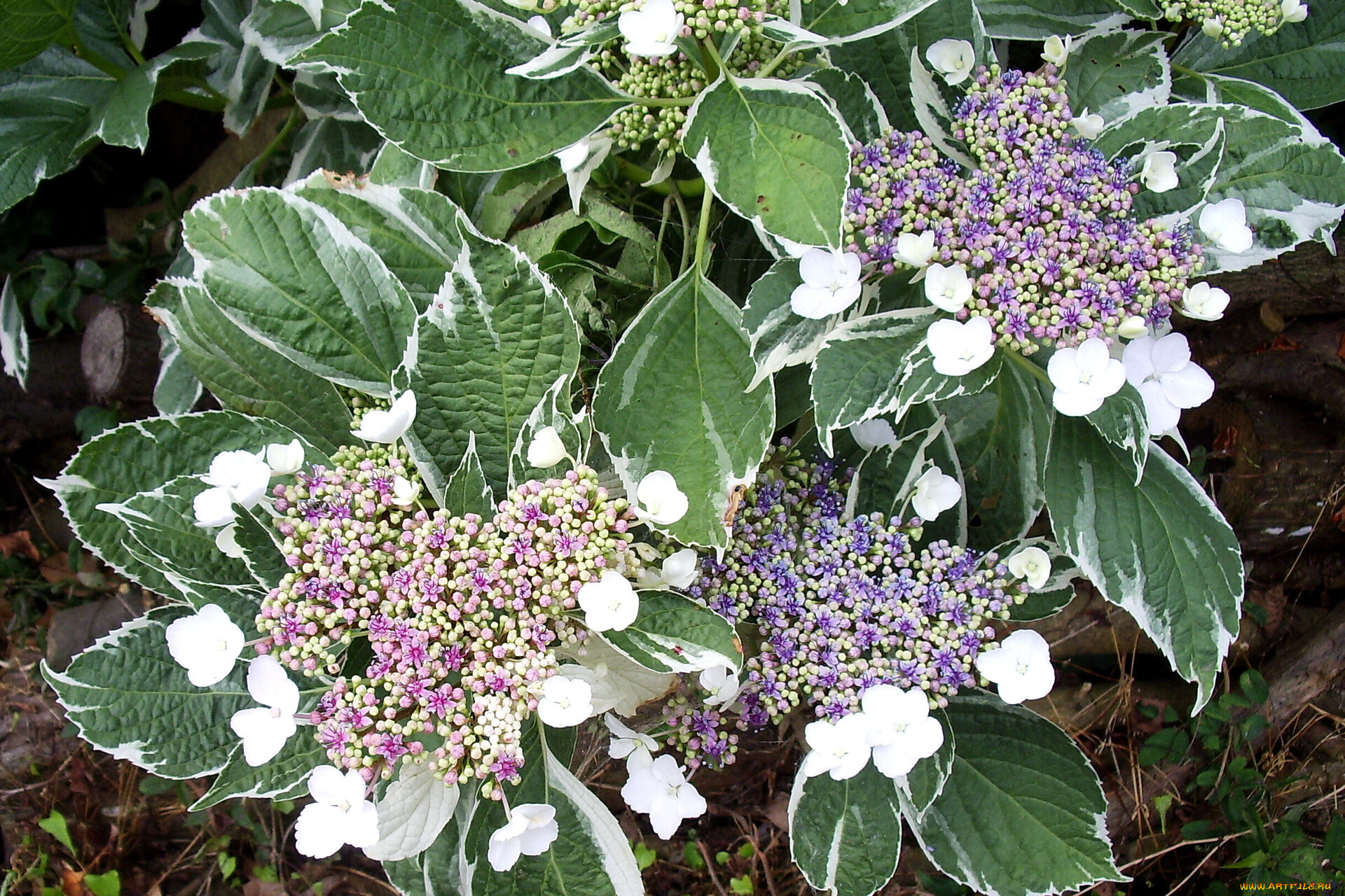 цветы, гортензия, листья