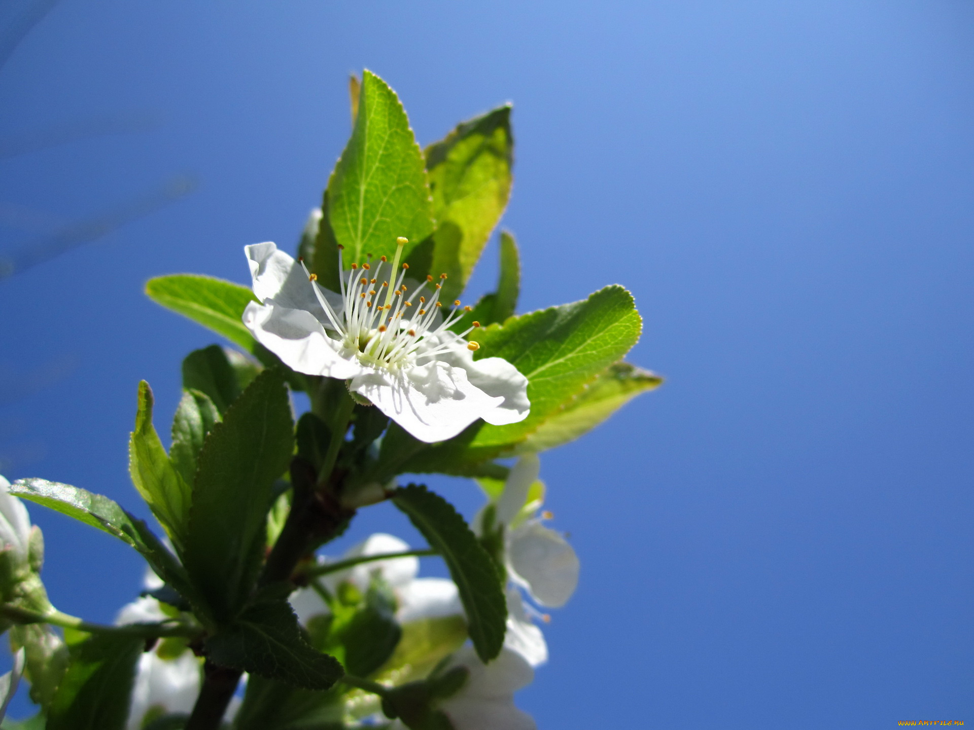 цветы, цветущие, деревья, кустарники, ветка