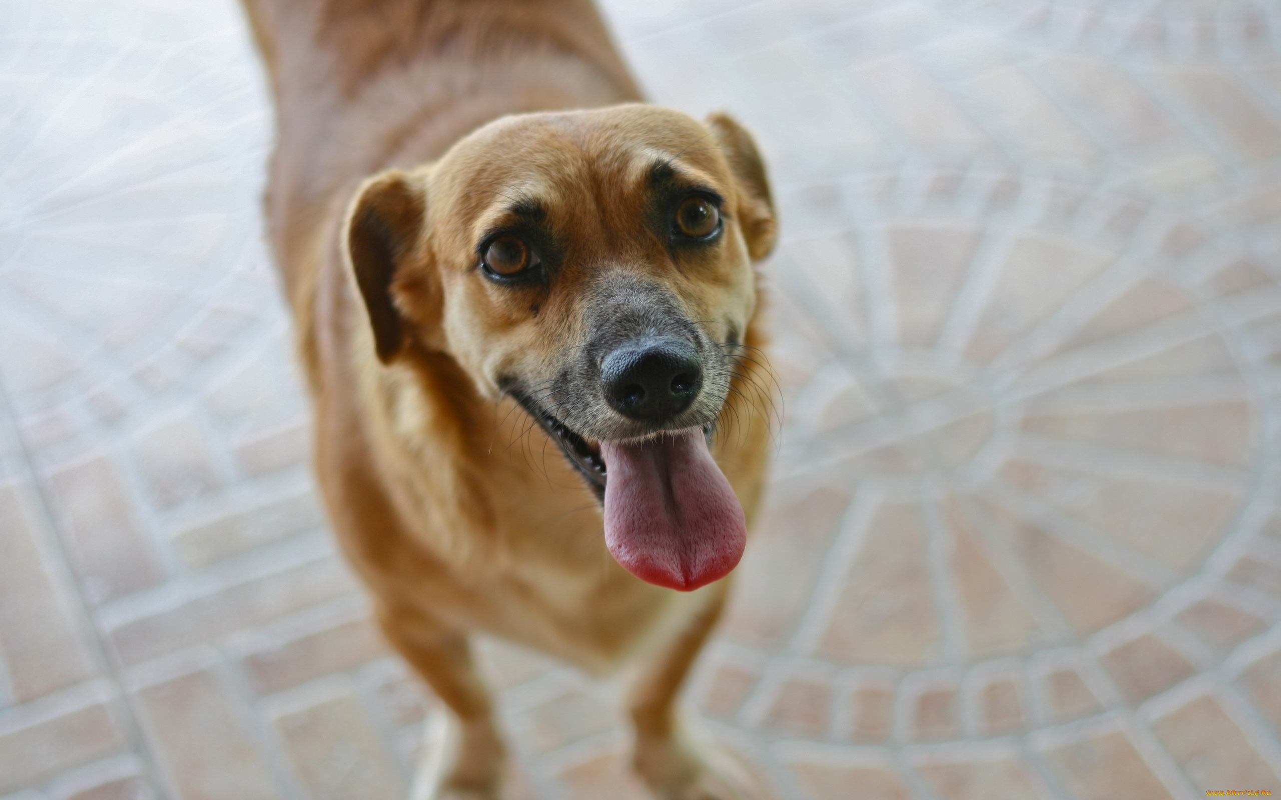 животные, собаки, взгляд, собака