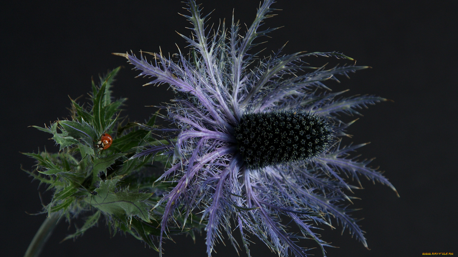 цветы, Чертополох, репейник, колючки, божья, коровка